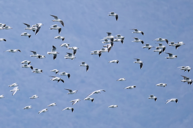 なぜ鳥は「渡り」をするのか?数千キロも旅する3つの理由 | 猛禽図鑑.com