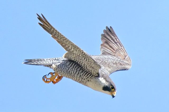 【猛禽図鑑】ハヤブサとは？生態や特徴、絶滅の危険性について解説